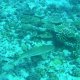 98- Requin pointe noire 